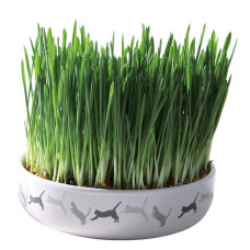 TRX 17 Ceramic bowl for Cat Grass 15*4cm, 50g, Keramiskā bļodā kaķiem ar zāliena sēklu mai