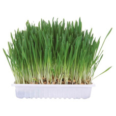 Zāle kaķiem - Trixie Small animal grass, 100gr