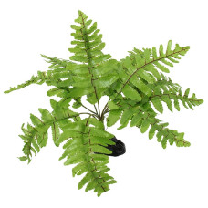 Dekors terārijam : Repti Planet Nephrolepis fern, 20 cm